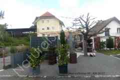 Pergola-mit-Sockel-TopQualitaet-Kastanienholz